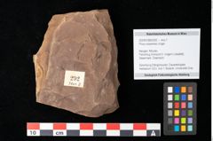 Foto (Objekt + Etikett) von Pinus oceanines Unger (NHMW-GEO-2024-0188-0292)